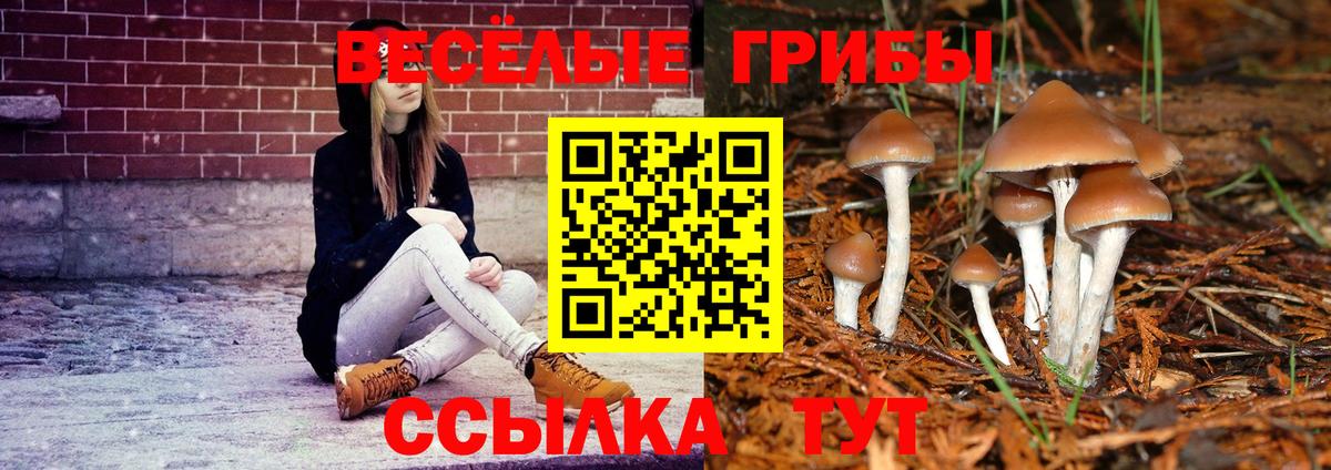 Псилоцибиновые грибы Psilocybe Михайловск